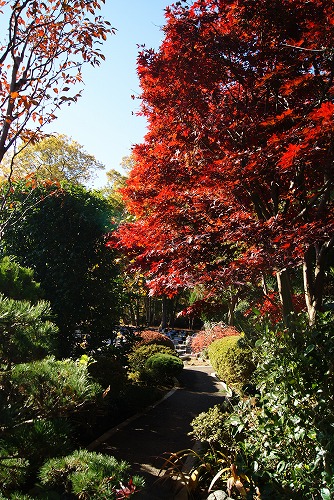 moro kouyou2 500.jpg