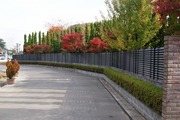 道路からみた紅葉