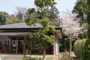 霊園内の桜2（2012年）