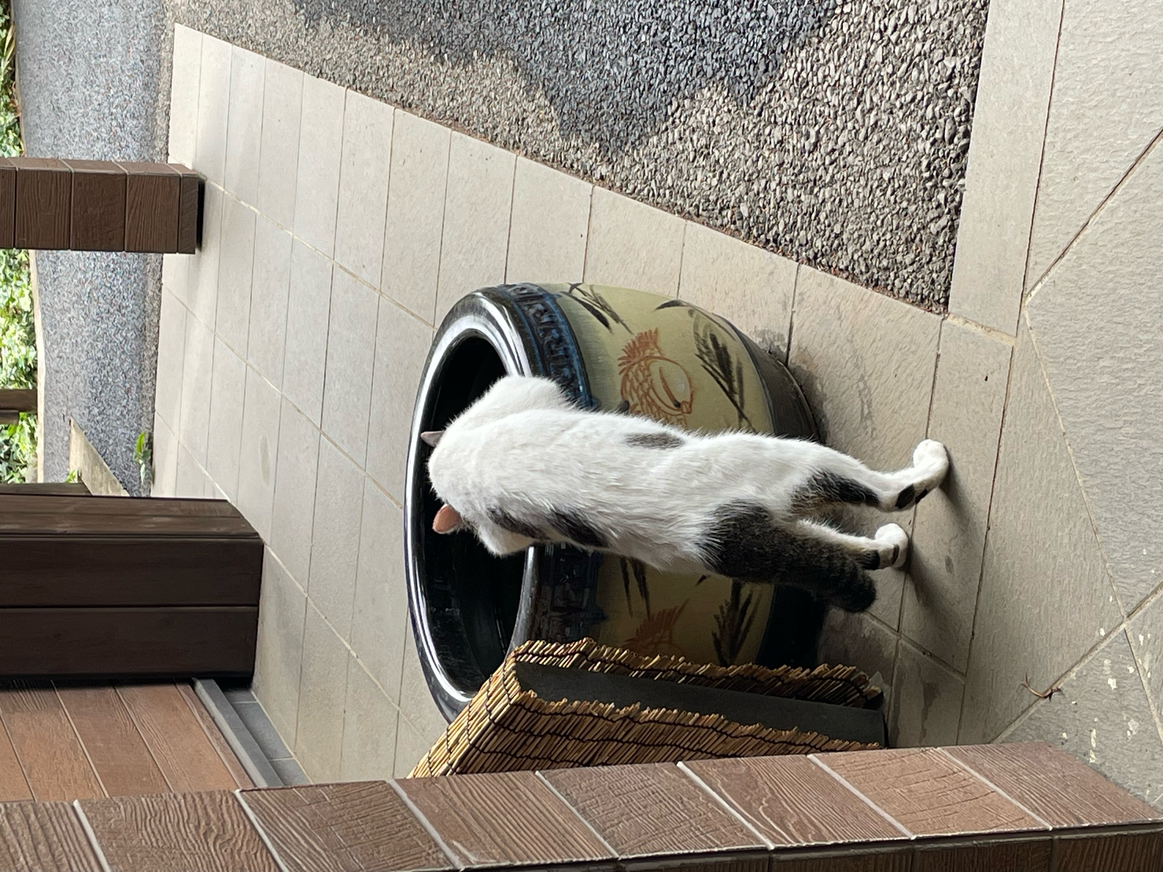 水鉢20240703.jpeg
