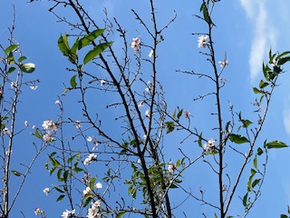 10月の桜.jpg