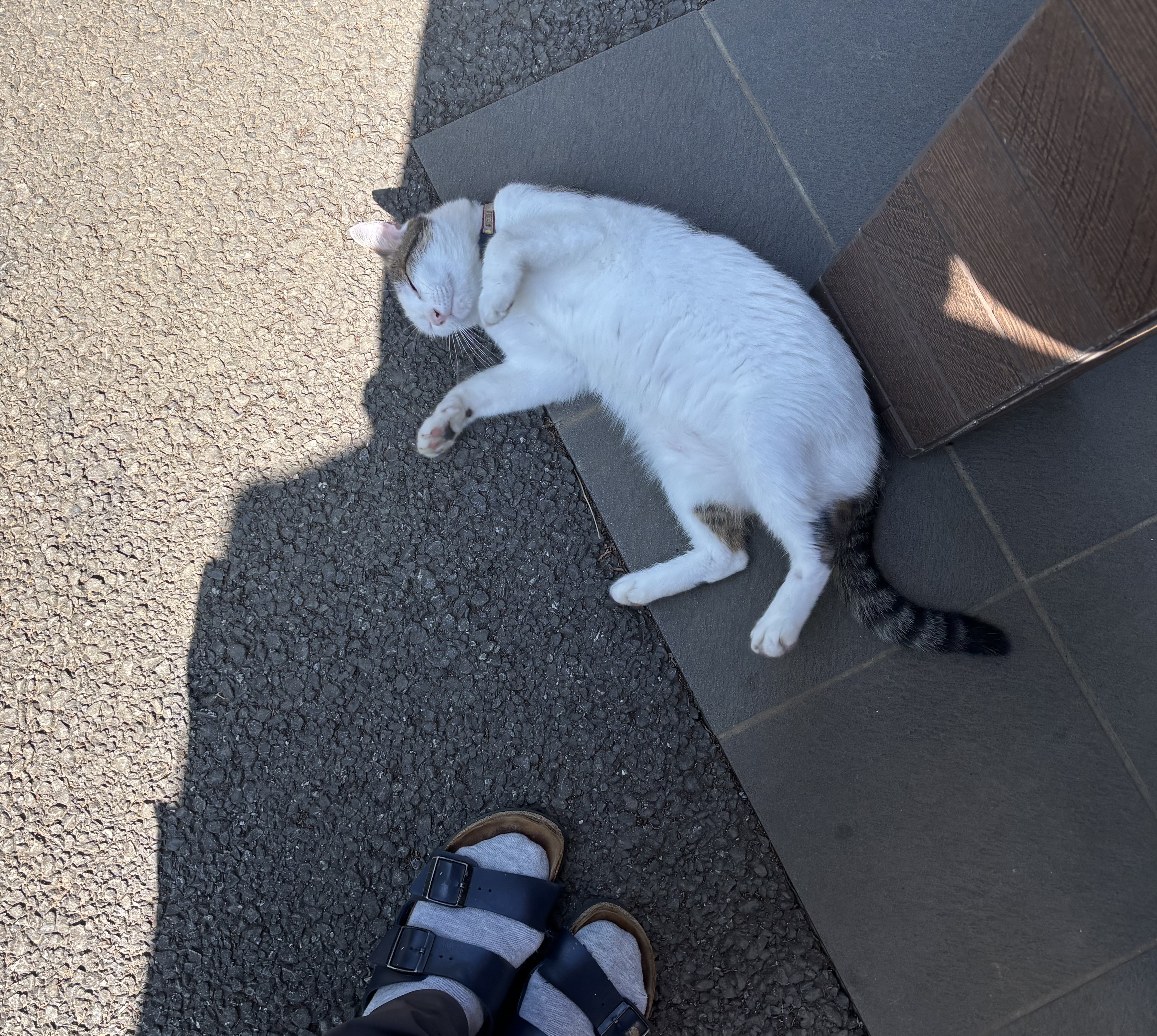 IMG_9635.jpeg