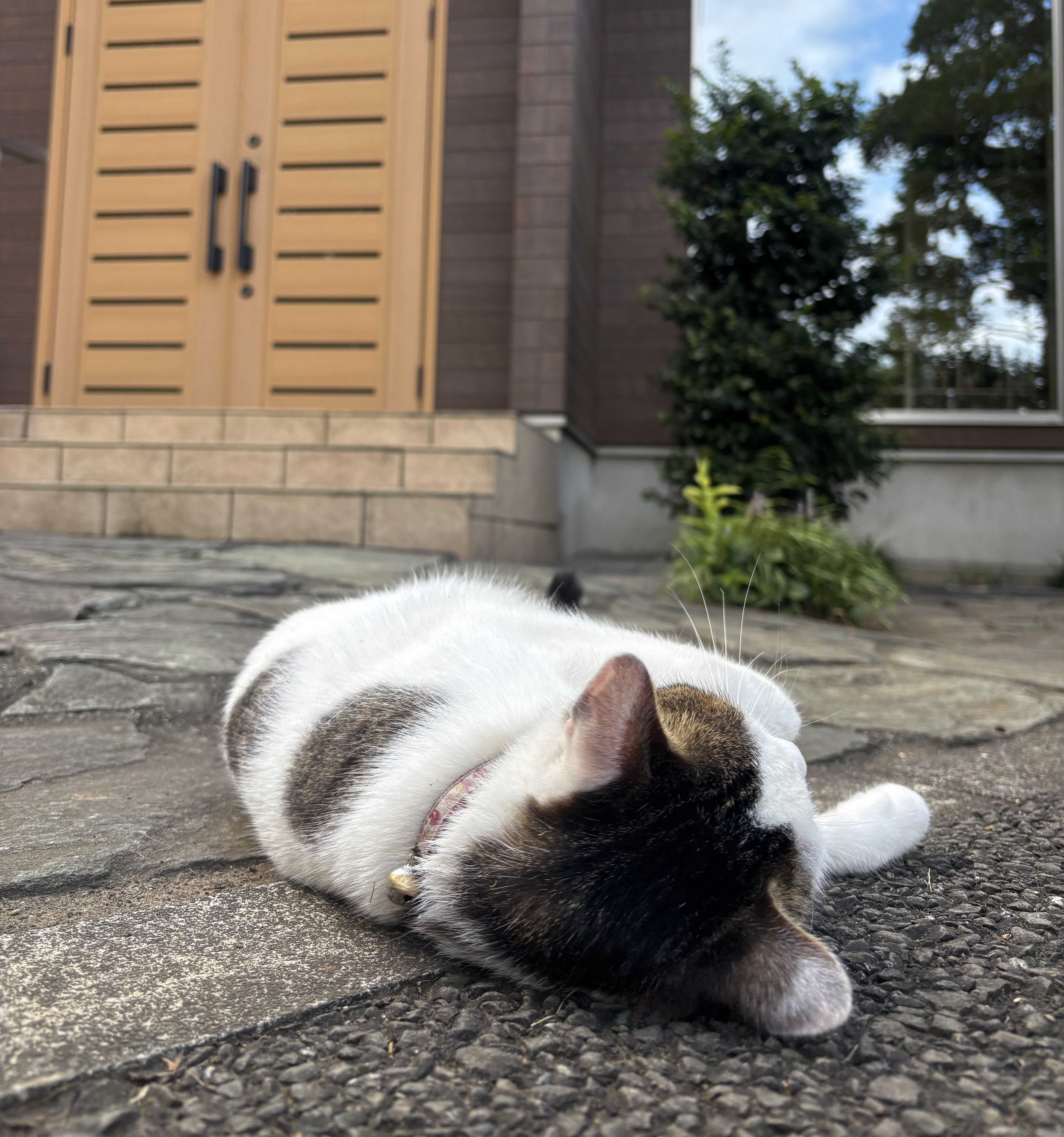 IMG_9881.jpeg