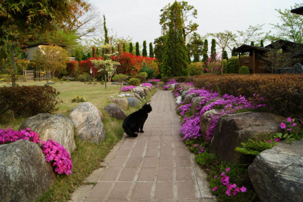 芝桜と紅カナメと猫