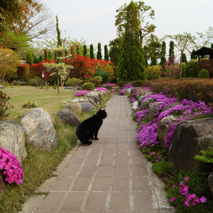 芝桜と紅カナメと猫