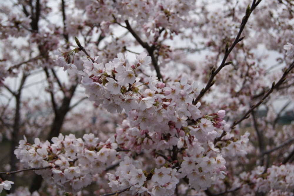 園内の桜