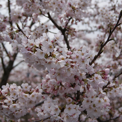 園内の桜