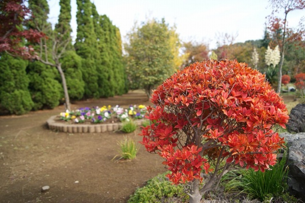 ドウダンツツジの紅葉