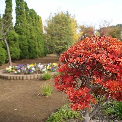 ドウダンツツジの紅葉