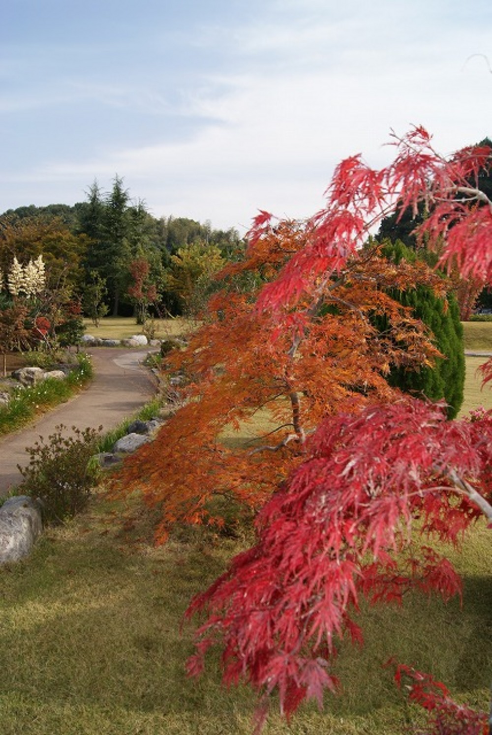 しだれ紅葉