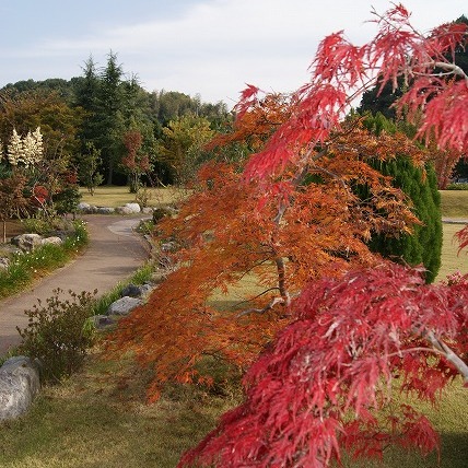 しだれ紅葉