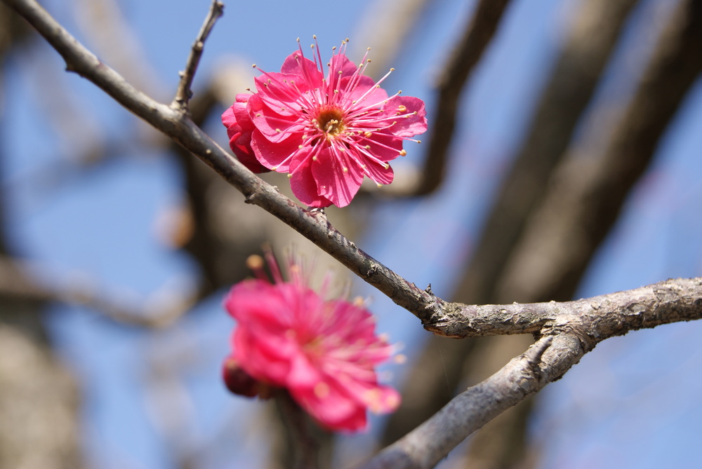 梅の花