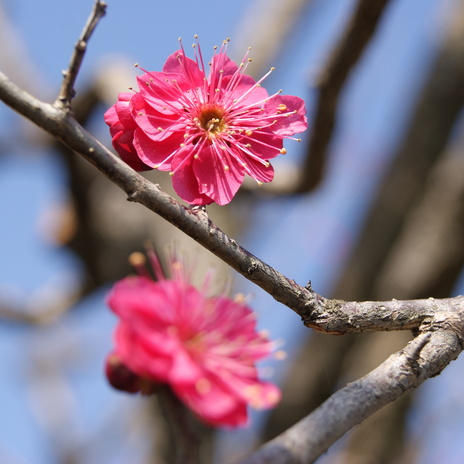 梅の花