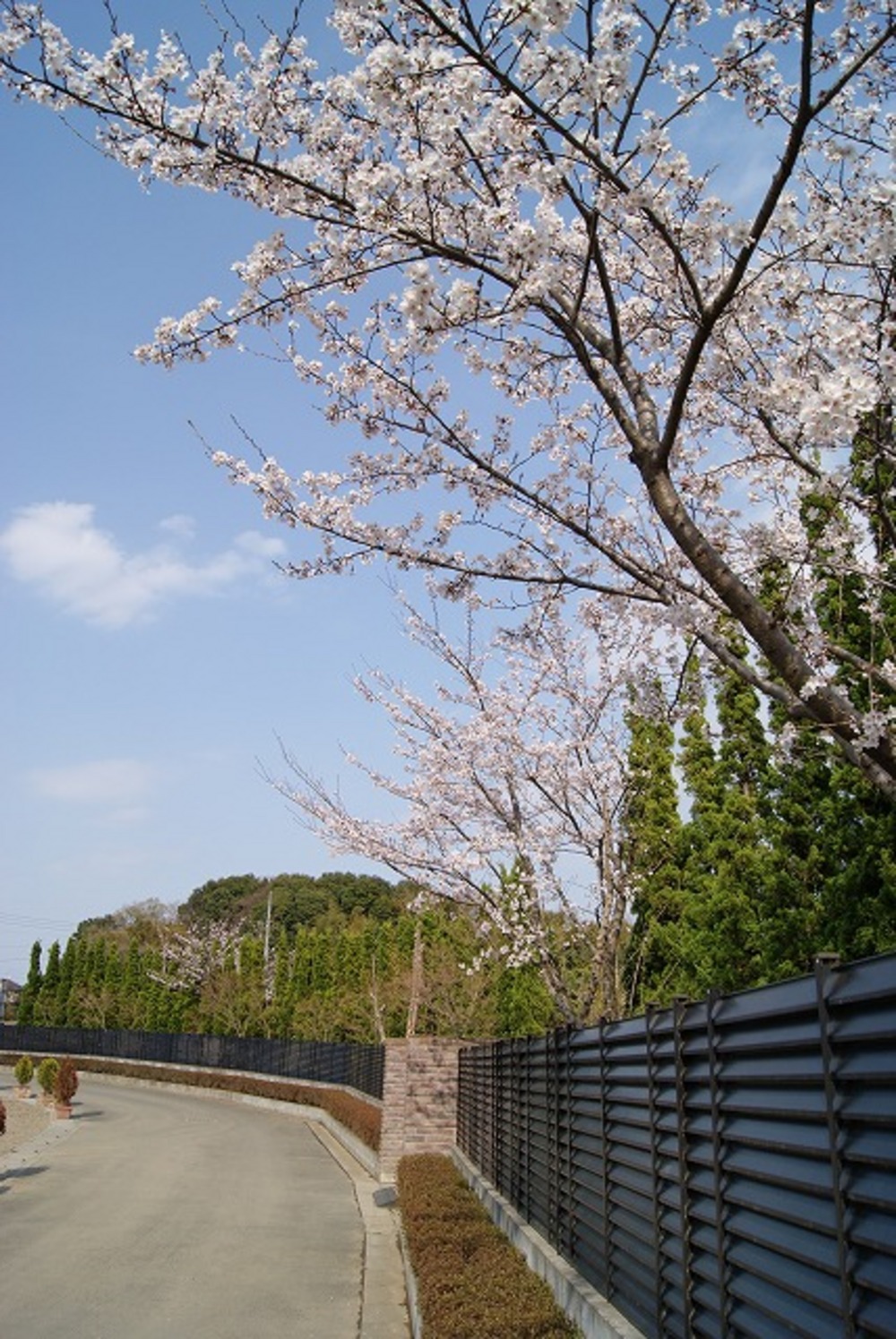 桜（2011年）