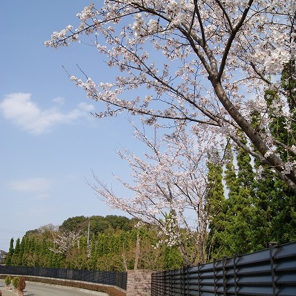 桜（2011年）