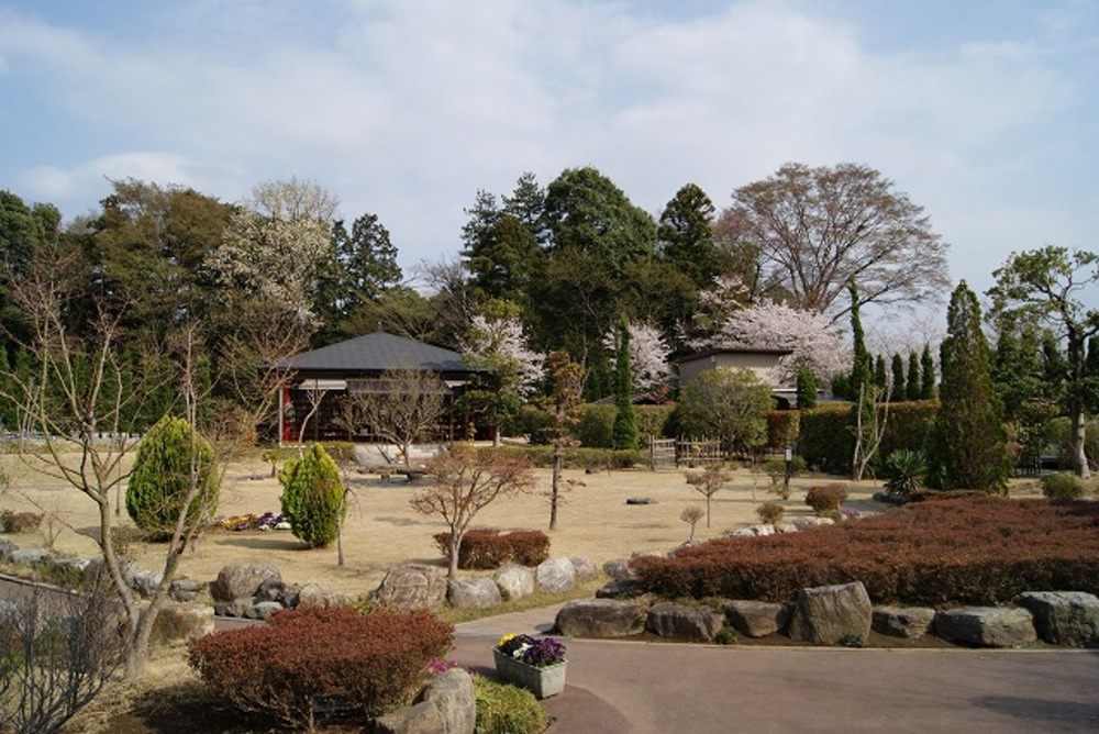 桜の開花（2011年）