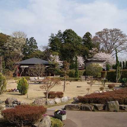 桜の開花（2011年）