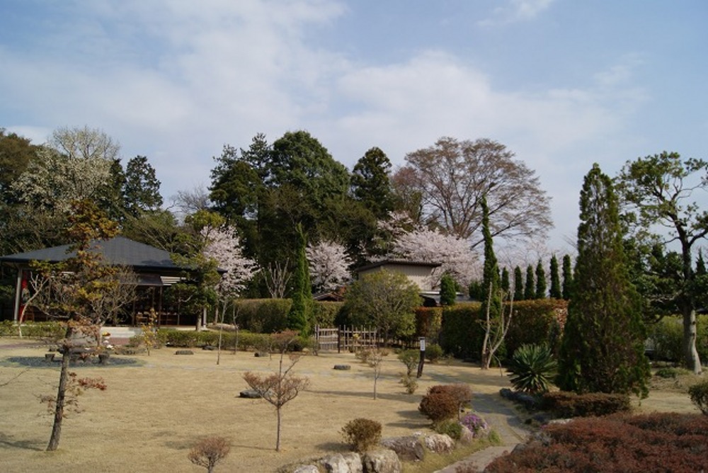 桜の開花2（2011年）