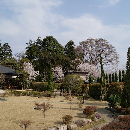 桜の開花2（2011年）