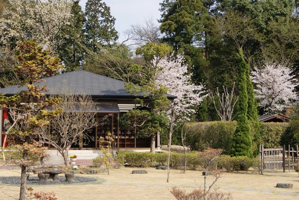 桜の開花3（2011年）