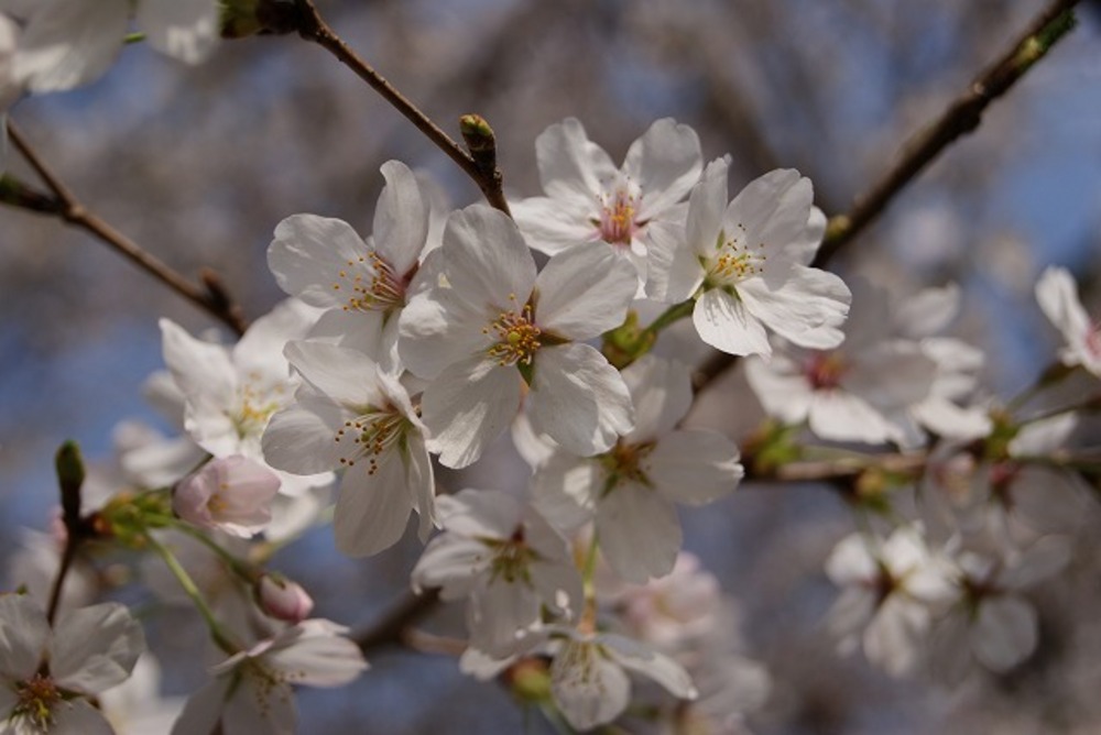 桜2（2011年）