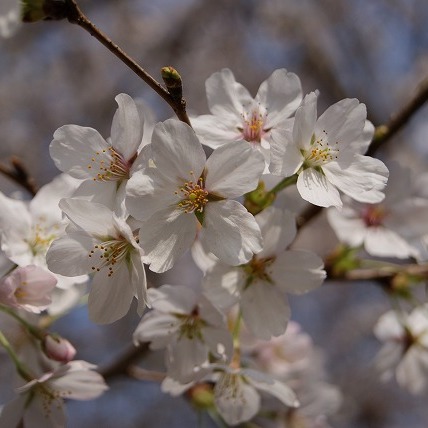 桜2（2011年）