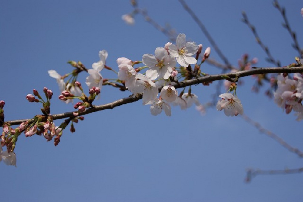桜3（2011年）