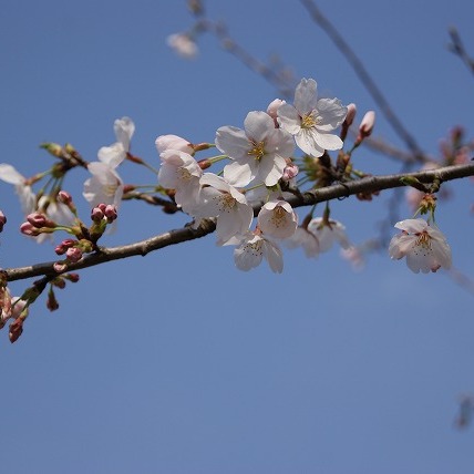 桜3（2011年）