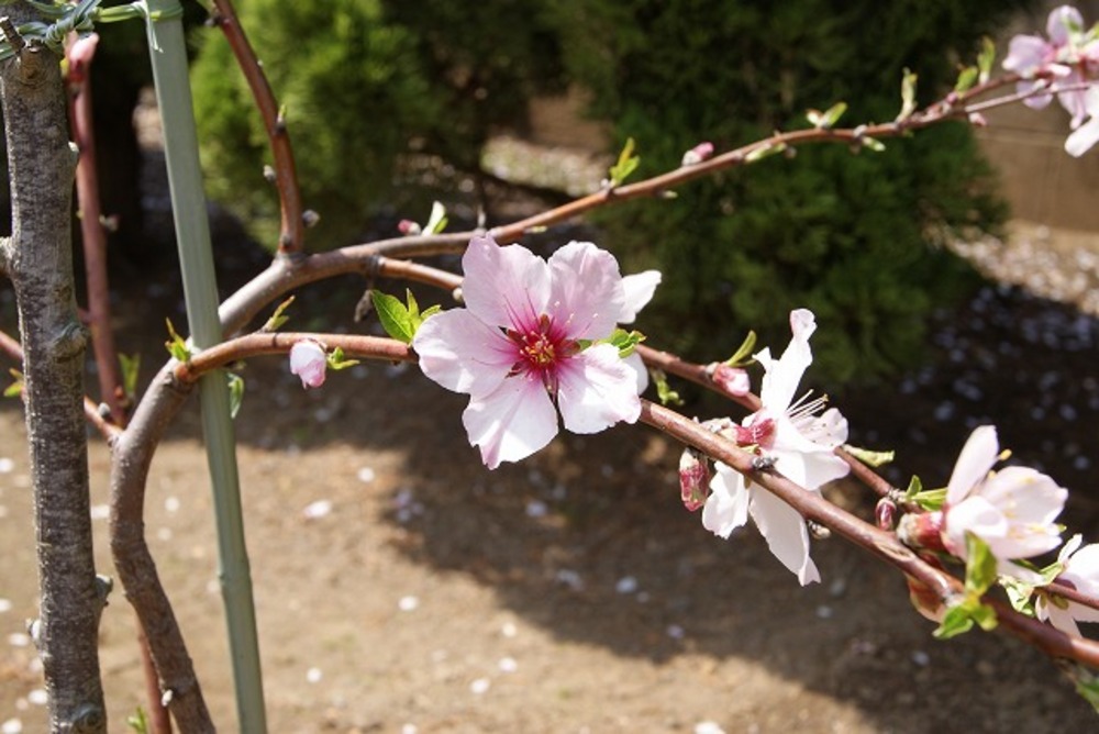 アーモンドの花（2011年）