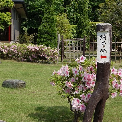 ツツジの花（2011年）