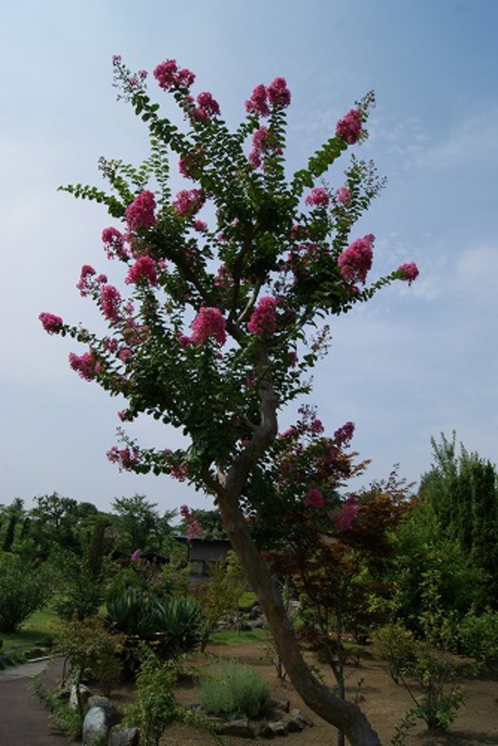 さるすべりの花