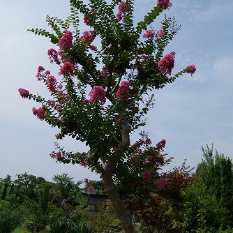 さるすべりの花