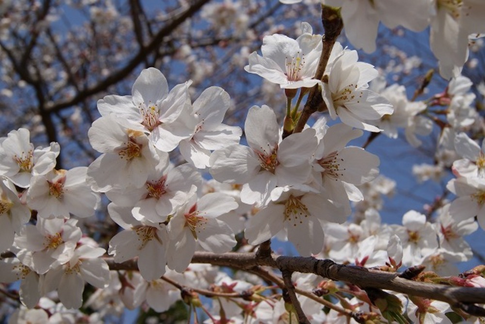 霊園内の桜1（2012年）