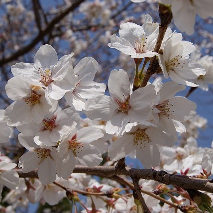 霊園内の桜1（2012年）