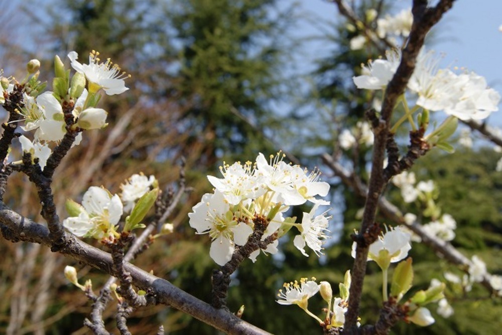 霊園内のすももの花（2012年）