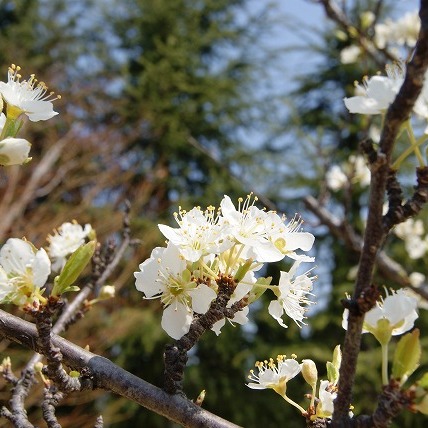 霊園内のすももの花（2012年）