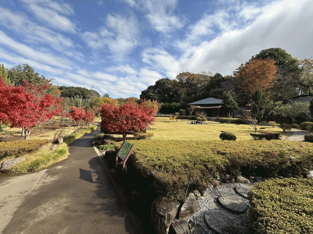紅葉2024①